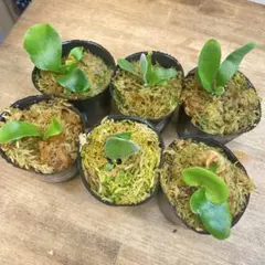 2026年最新】ビカクシダ 胞子 セットの人気アイテム - メルカリ