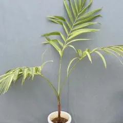 ［現品］【希少】9番　マニラヤシ 斑入り　観葉植物　大型　室内　8号　プラ鉢 現品］【希少】9番 マニラヤシ 斑入り 観葉植物 大型 室内 8号 プラ鉢