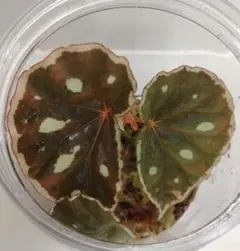 専用❣️Begonia sp.sarawak ベゴニア 白玉 美株❣️原種ベゴニア