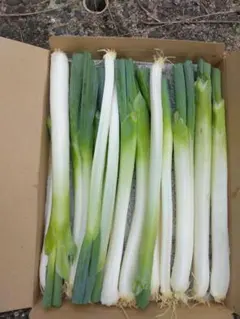 新鮮な長ネギ 産地直送 野菜,内容量600gのサムネイル