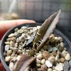 568【上澳園芸】 ブツブツ 白鯨錦（永久斑）縞斑錦 上澳園芸】 アガベ チタノタ 白鯨錦（永久斑）乱れ縞斑 689【上