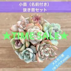 2025年最新】多肉植物販売の人気アイテム - メルカリ