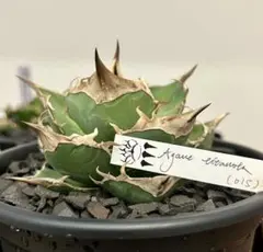2026年最新】agave dennisの人気アイテム - メルカリ