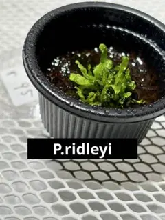 P.ridleyi 前葉体　胞子体　ビカクシダ　95のサムネイル