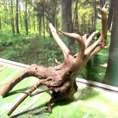 アク抜き済み流木　No.161 超レア型 アク抜き済み流木 No.161 超レア型 アク抜き済み流木No.161 超