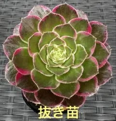 アエオニウム ホワイトフェニックス錦①⭐️お買い得 - メルカリ