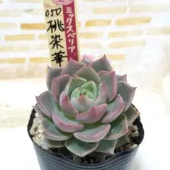 龍鱗蓮華 ⑮ 抜き苗 おらいさん 多肉植物 札なし 6cmポット - メルカリ