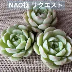 NAO様 リクエスト 3点 まとめ商品