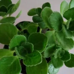 多肉ハーブ　アロマティカス 抜き苗❣️