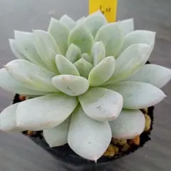 leoncat様 リクエスト 4点 まとめ商品