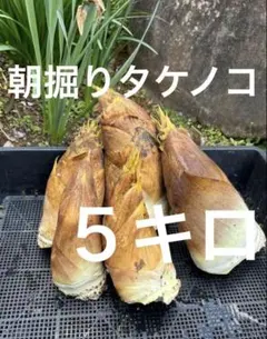 4/3収穫予定!! 当日発送 奥八女産 タケノコ 3kg 米ぬか付き - メルカリ