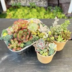 3 多肉植物のいろいろ寄せ植え✻植え替えOK