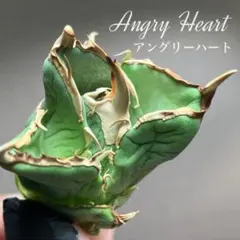 【REZA産】超選抜　イラン株　アガベ　アングリーハート　AngryHeart 2025年最新】アングリーハートの人気アイテム - メルカリ