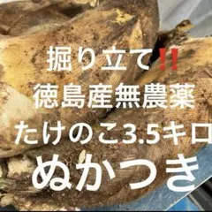 〆切17時半 実物 掘りたてたけのこ6.7㎏ 訳あり ぬか付 静岡県産