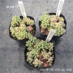 1ポット585円　スプリングワンダー×ロッティ　7.5cmポット