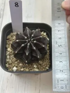 2025年最新】ベアルートの人気アイテム - メルカリ