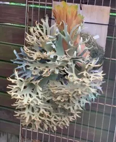 2025年最新】ビカクシダOMGの人気アイテム - メルカリ