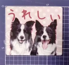 No.200 ボーダーコリー ステッカー
