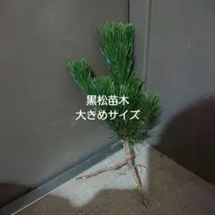 poppo8916様 リクエスト 2点 まとめ商品