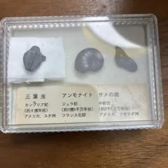化石セット 三葉虫 アンモナイト サメの歯 - メルカリ