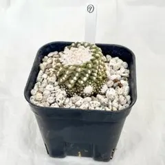 ⑨★テヌイシマ★コピアポア属★サボテン★実生⚠️プレステラ75（プラ鉢）ごと発送‼️のサムネイル