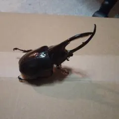 ネプチューンオオカブト 壁掛け標本 - メルカリ
