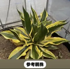 リップルエフェクト②のサムネイル