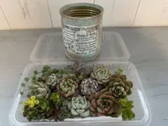 多肉植物寄せ植えセット　リメ缶付き