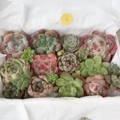 5. 【現品発送】色味厳選！　韓国苗入り多肉カット苗BOX