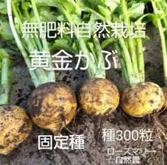 黄金かぶ　種300粒以上　自然農　無肥料自然栽培　固定種　自家採種