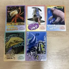 ノーマル5枚 鳥羽水族館コレクションカード2
