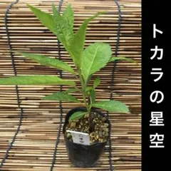 クーちゃんち様 リクエスト 3点 まとめ商品