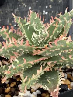 アロエ　ハイブリッド　Aloe hybrid 第四種　Jー27 アロエ ハイブリッド Aloe hybrid 第四種 Jー27 - メルカリ