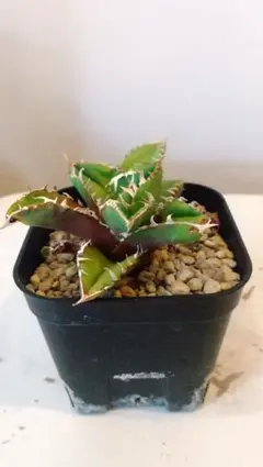 Hoya Curtisii Albomarginata - メルカリ