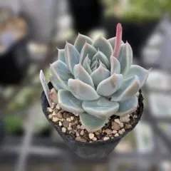 多肉植物　サブリム　◇抜き苗◇ サブリム 多肉植物 抜き苗 - メルカリ
