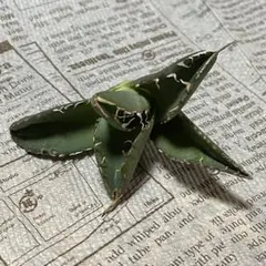 KHT.Y様 リクエスト 2点 まとめ商品