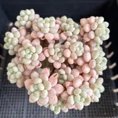 多肉植物　つぶつぶ　ロココ　大群生　カット苗