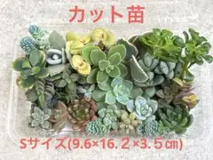 多肉植物　カット苗　20品種　寄せ植えセット