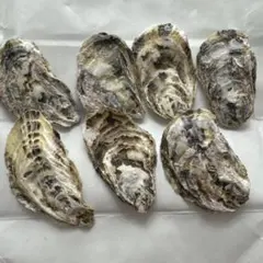 【匿名配送】食用牡蠣殻 7枚　送料込み　濾過材　牡蠣　カキ　カキ殻のサムネイル