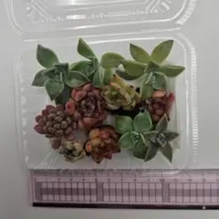 多肉植物　カット苗・抜き苗　お弁当セット　エケベリア