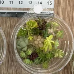ミニ　多肉弁当　ちまちまセダム　セット