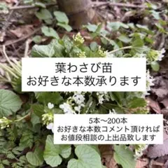 2026年最新】わさび 苗の人気アイテム - メルカリ