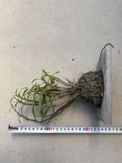 山野草、ラン科植物、着生植物 [ ベニカヤラン ] 焼き板着け - メルカリ