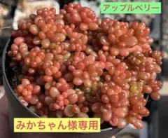 みかちゃん様専用　アップルベリー(紅葉中) 、花団錦　7.5cmポット　抜き苗