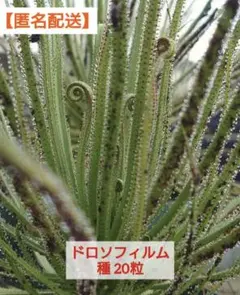 2026年最新】ドロソフィルム 種の人気アイテム - メルカリ