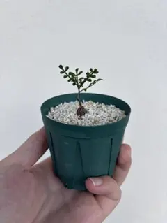 【鉢のまま宅急便発送】パキプス　根挿し株【24003】 鉢のまま発送］オペルクリカリア・パキプス 根挿し 2株 - メルカリ