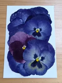 Item thumbnail for item 857da984-59a1-4d1d-bdb8-9c56c4c1c909