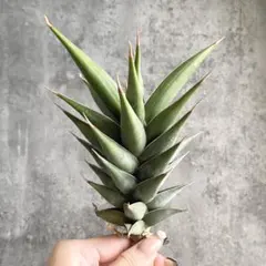 ☆S-24 希少 サンスベリア ピングイキュラ 斑入り 鉢ごとメルカリ発送 ☆S-24 希少 サンスベリア ピングイキュラ 斑入り 鉢ごと