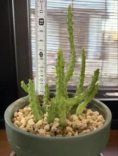 2026年最新】フェルニアの人気アイテム - メルカリ