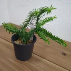 ❤️激レア❤️ メルカリ便❤️フペルジア　Huperzia tetrasticha K*e様 Huperzia tetrasticha 原種 フペルジア 着生シダ - メルカリ